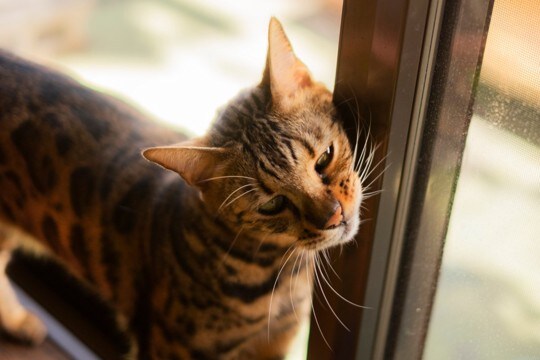 控えめな猫が『実は甘えたい』と思っているときのサイン5つ 愛情表現の意味や上手な応え方まで