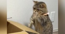 ダンボールの『フタ部分』を使って、猫が……可愛すぎる『遊び方』に２万いいねの反響「一生見ていられるｗ」「表情が遊びじゃなくて本気だね」