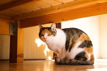 猫の『平均寿命』は品種で変わる？寿命に影響する要因や長生きの秘訣まで解説