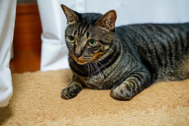 伏せている猫