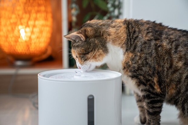 水を飲む猫