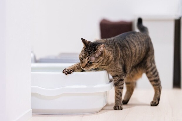 トイレを済ませた猫