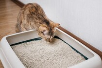 猫が発症しやすい『尿路結石』の知識3つ 　主な原因やあらわれる症状、予防法も解説