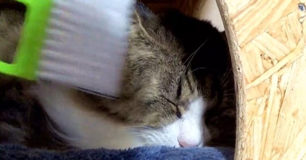 ミニほうきで撫でられるのが好きな猫→同居猫にも試してみた結果…想定外すぎる『リアクション』に爆笑「かわいいww」「凄いw」と23万再生