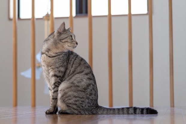 振り向く猫