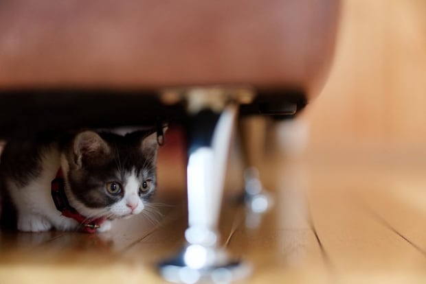 隠れる子猫