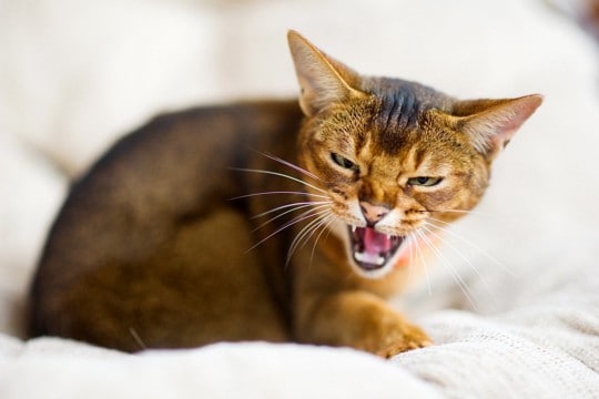 猫に嫌われてしまう『機嫌の取り方』3選　避けるべき理由から適切な方法まで