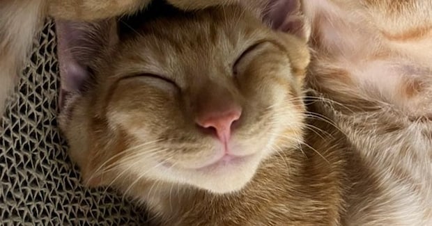 幸せそうに眠る茶トラ猫→にっこり表情がかわいいと思ったら…二度見必至の『まさかのポーズ』に「軟体動物すぎる」「苦しくないのかなｗ」の声