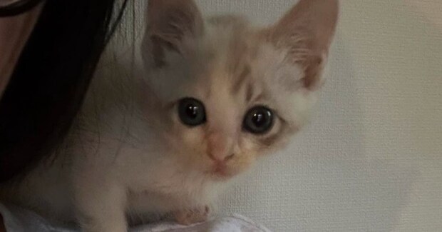 体が小さくて『弱々しかった保護子猫』が、１年後…すっかり変化した『現在の様子』に「愛されているのがわかる」「美猫ちゃんになった」と反響