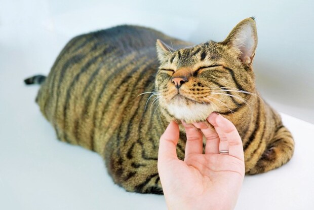 あご下を撫でられる猫