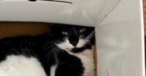 猫の足を『横から眺めている』と……まさかの『美味しそうな模様』に12万いいね「奇跡的すぎる」「わぁ〜本当に見事」とSNSで大反響