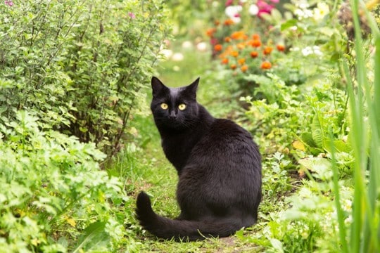 「犯人は近所の黒猫」 小学校から生徒の下着などを盗み出していた常習犯が判明! ニュージーランド
