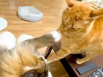 ママのお膝に座りたい２匹の元野良猫→お互いゆずらなくて…思った以上に激しい『攻防戦』に反響「マシュマロパンチ」「ママさん最高にモテるね」