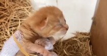 『置き去りにされた子猫』→ママ猫と再会したら…愛あふれる光景に涙が止まらないと71万再生「とても感動した」「救ってくれてありがとう」