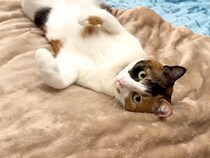 へそ天でくつろぐネコ→思わず近づくと…完全に確信犯な『あざとすぎる行動』に反響「心臓を撃ち抜かれた」「自分が可愛いことわかってる」