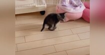 部屋を探索している子猫に『おいで』と声をかけると…泣けるほど尊い光景が74万再生「天使かな」「かわいくてたまらん」と悶絶する人が続出