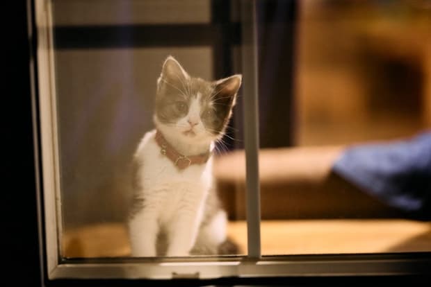 夜の窓辺で観察する猫