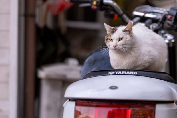 こちらを見る野良猫