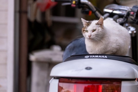 『野良猫』にやってはいけない絶対NG行為5つ 思わぬトラブルの可能性から正しい関わり方まで