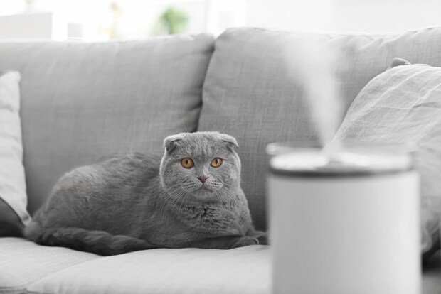 加湿器の向こう側にいる猫