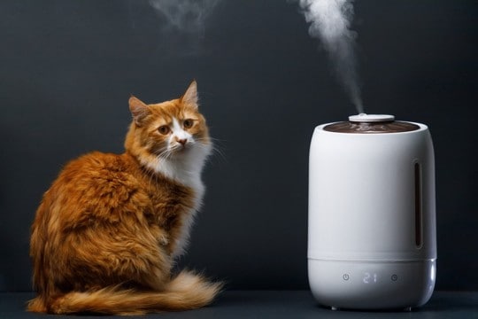 猫の乾燥対策に『加湿器』を使うメリット3選　効果的な使い方や注意すべきポイントも