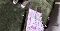 ズタボロになっていたティッシュ箱→現場に『犯ニャン』が戻ってきて…笑ってしまう光景に２万いいね「反省してないｗ」「かわいいｗ」