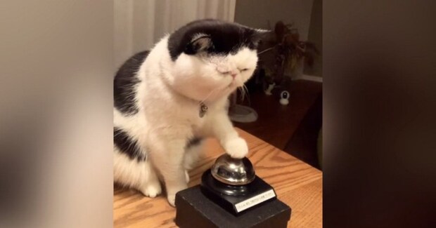 夜におやつが欲しくなった猫→ベルを『チーン』と鳴らして…かわいすぎる光景が90万再生「押し方がかわいいｗ」「永遠にあげたくなる」
