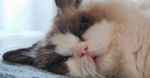 実家で『撫でられまくった猫』→ボサボサの状態で……笑ってしまう『かわいい瞬間』に「満足感あふれる顔ｗ」「起きたら毛繕いするんにゃ…」