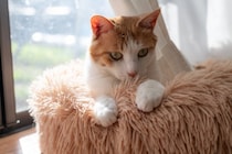 猫が見せるかわいい『手の仕草』3選　隠されている心理や応え方のポイント