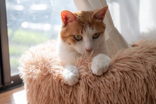 猫が見せるかわいい『手の仕草』3選 隠されている心理や応え方のポイント