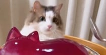 プルプルのゼリーを叩いていると、ネコがやって来て……想像以上の『リアクション』が33万再生「表情がかわいいｗ」「笑った」と反響