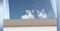 猫たちがくつろぐ出窓に貼られた『手書きのメッセージ』→内容を見ると…男の子がとった『素敵な行動』に２万いいね「何かしらの賞をあげたい」