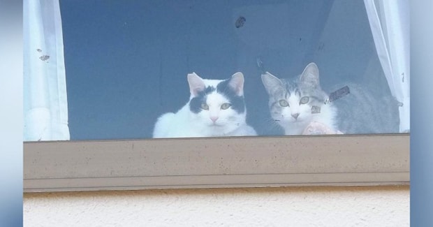 猫たちがくつろぐ出窓に貼られた『手書きのメッセージ』→内容を見ると…男の子がとった『素敵な行動』に２万いいね「何かしらの賞をあげたい」