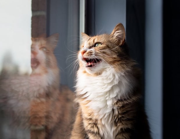 窓の外を見て鳴いている猫