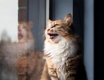 猫が『高い声で鳴く』ときの理由3つ　込められている意味や接し方のコツを解説