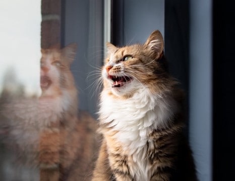 猫が『高い声で鳴く』ときの理由3つ　込められている意味や接し方のコツを解説