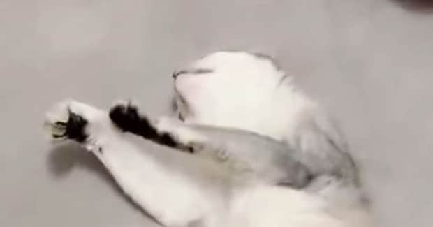 撫でるのをやめたのに、『余韻』が残っていたようで…猫が見せた『可愛すぎる行動』に悶絶の声「ハートを撃ち抜かれた」「たまらん」と2万いいね