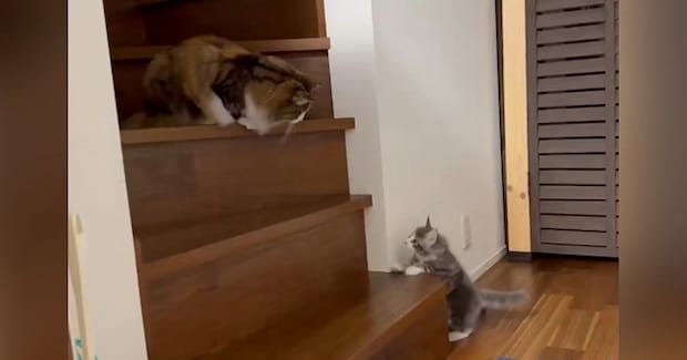 先輩猫がいる『階段の上』に行こうと『0歳の子猫』が挑戦した結果…思わず応援したくなる『かわいい光景』に反響「てぇてぇ」「がんばれぇ～」