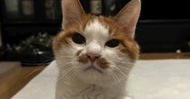 ずっと水も飲めずご飯も食べられなかった猫→ようやく原因が判明して…『闘病の記録』に涙する人が続出「本当に泣いた」「よく頑張ったね」