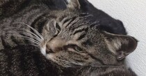 とっても仲良しな『３匹の親子猫』→くつろぎ始めると…かわいすぎる『くっつき方』に「電車ごっこしているみたいｗ」「顔にツボったｗ」と反響