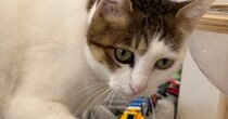 ソファの上に『ずらりと並べられたおもちゃ』→猫が通ろうとした結果…「めちゃめちゃ賢い」「優しすぎる～」驚きの光景に２万いいね