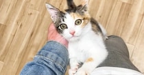 甘えたい『元気いっぱいな子猫』→膝の上をめがけて『ジャンプ』すると…あまりにも尊い光景に「すごいかわいい」「パパさん大好きだねー」の声