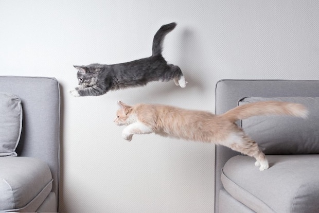 ベッドからベッドにジャンプする2匹の猫