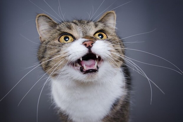 鳴いている猫