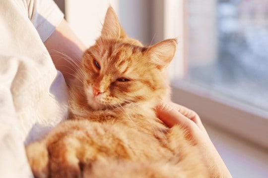 猫を『粘着質』にさせてしまう飼い主の行動3選 見直すべき理由から理想的な距離感まで解説