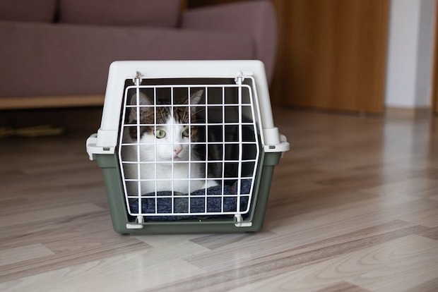 クレートの中にいる猫