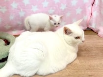 ママと同じ色の先住猫→接近した子猫たちが、真実に気づいた瞬間…予想外の『愛おしいリアクション』に「パヤる子供達」「幸せ空間」と反響