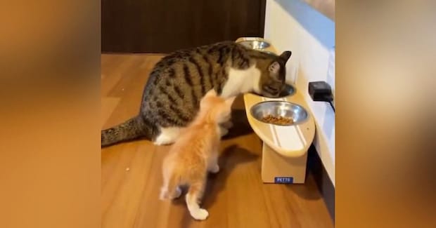 同居猫よりも小さかった『茶トラの子猫』→すくすくと成長した結果…現在の『衝撃の光景』が100万表示「大きくなりすぎw」「でっっっっか」