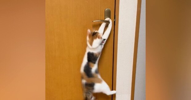 リビングから出たい猫→ドアを開けようと頑張った結果…かわいすぎる『挑戦の様子』が37万再生「賢いけど困るw」「応援しちゃったw」
