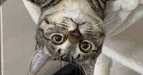 ハンモックの上で『くつろいでいた猫』を見たら…想定外の『とんでもない体勢』に２万いいね「すしざんまいかな」「表情がまたいいねｗ」
